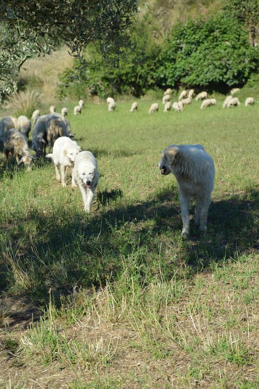 Azienda Agrituristica Carida Zaccanopoli Екстер'єр фото