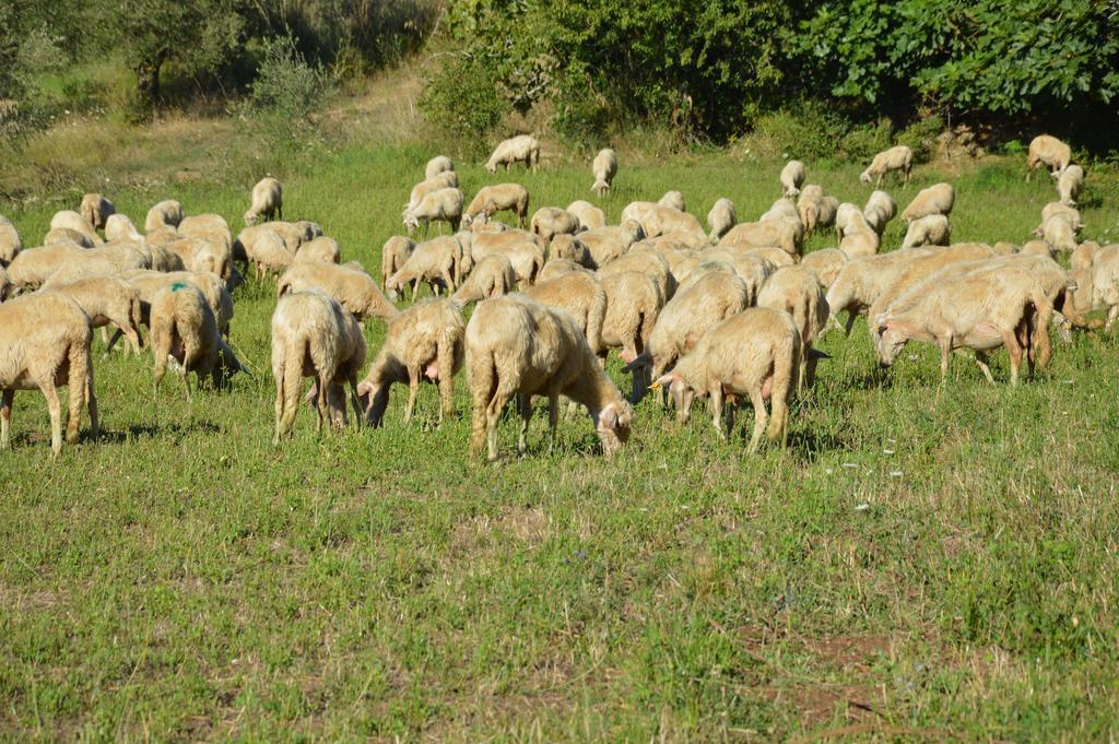 Azienda Agrituristica Carida Zaccanopoli Екстер'єр фото