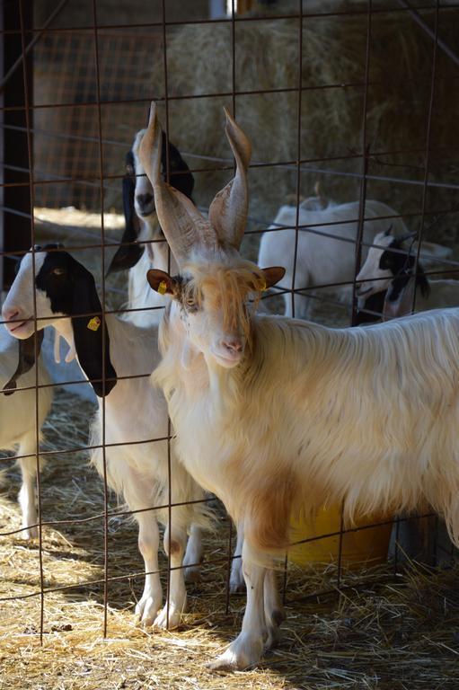 Azienda Agrituristica Carida Zaccanopoli Екстер'єр фото